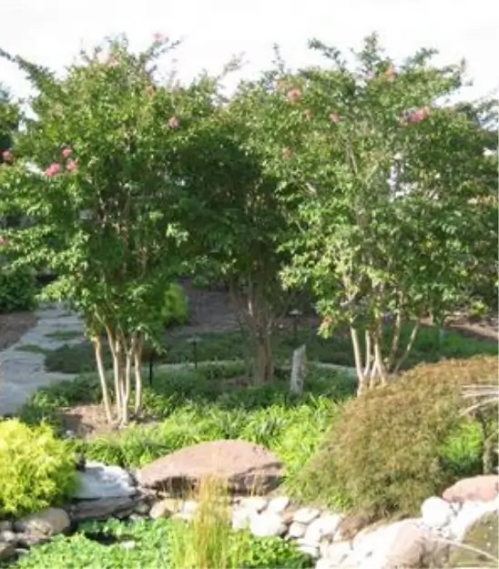 tree-installation